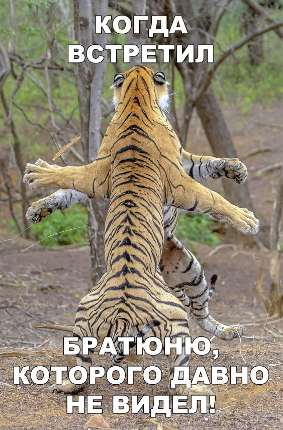 Милые животные. Мимиметр сломался