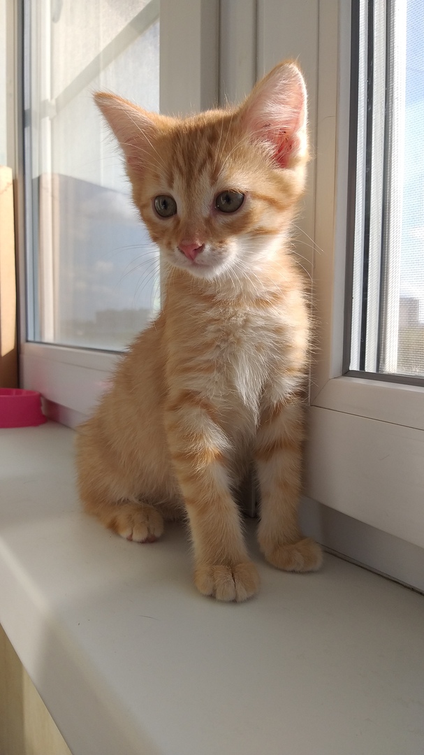 Забавные фото котеек