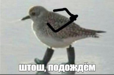 По последним событиям в Беларуси, почему меня коробит от некоторых своих сограждан россиян