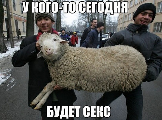 Жалко невесту