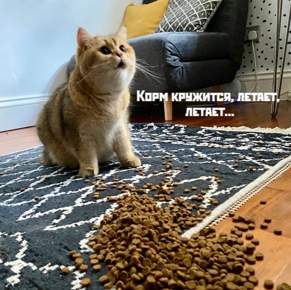 Эти забавные животные