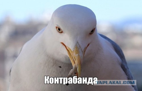 Огурцы vs ананас