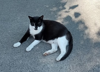 А котовторник уже начался?