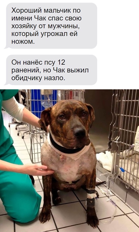 Человек собаке друг и другие картинки под настроение 13.01.2022