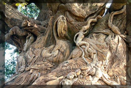 Долгожители планеты - деревья гиганты (15 фото)