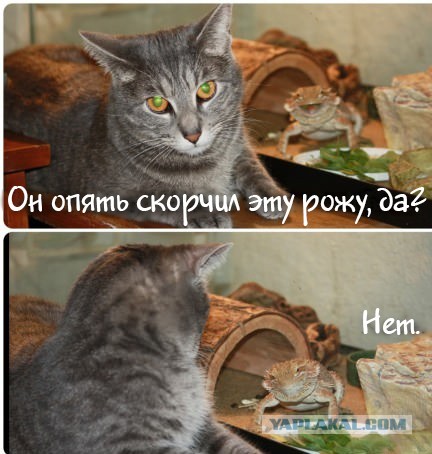 Обезьяна - тролль-фотобомбер
