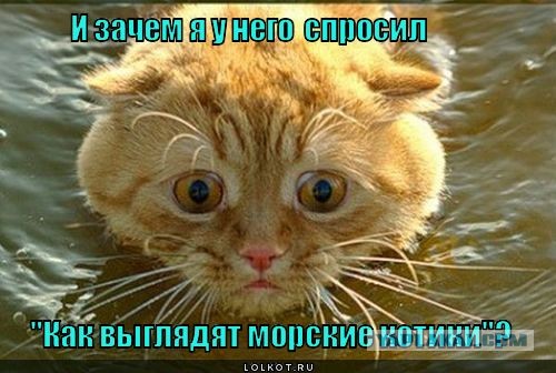 Морские котики