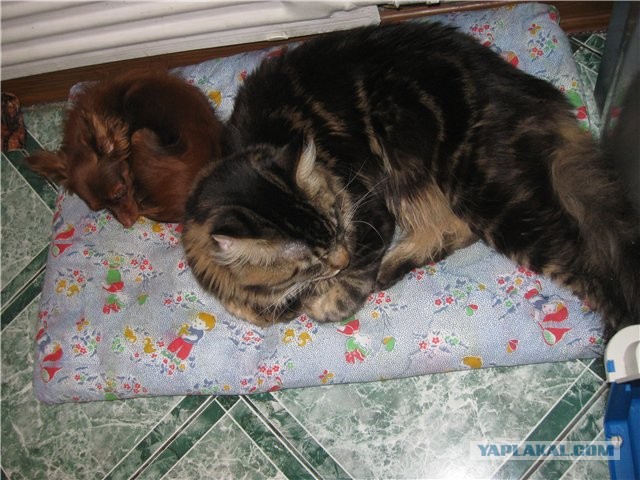 Мои мейн куны