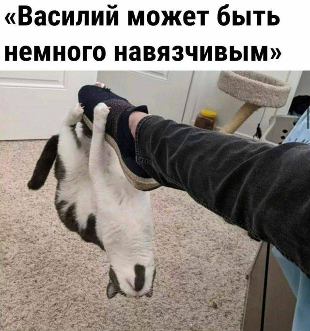 Всего понемногу. От 29.01.24