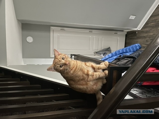 Не ты выбираешь кошку, кошка выбирает тебя