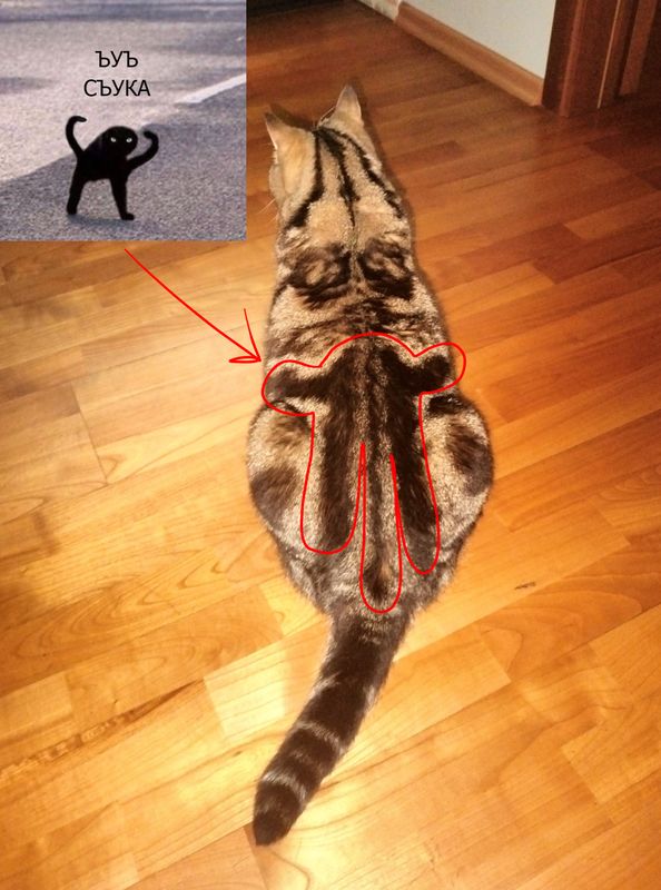К котовторнику. Кот Роршаха