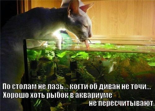 Водохлёб