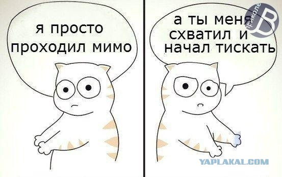 Коты, которых никто не понимает
