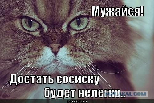 Удачный день у Котэйки.