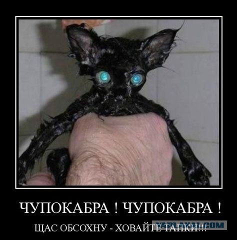 Весёлое из сети