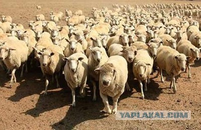 Как я вижу Сечина младшего