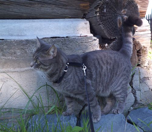 Котовторник 27.01.2015