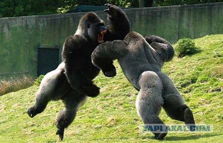 Сын обезьяны