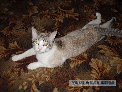 Девушка-краб