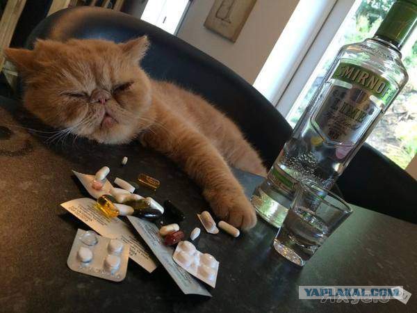 Известные котомемы.