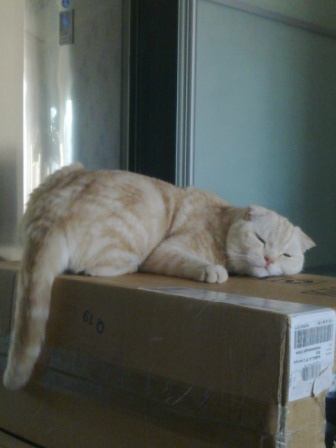 Котовторник 28.07.2015