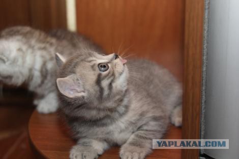 Эта котявка думает, что спряталась