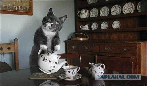 Мир глазами котов