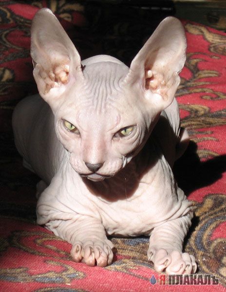 Коты, кошки, котята