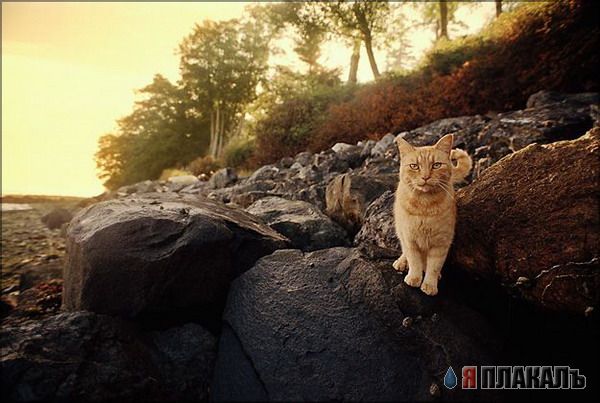 Коты, кошки, котята