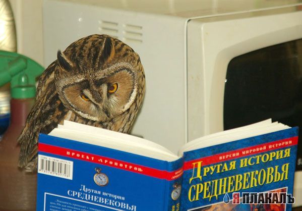САВА