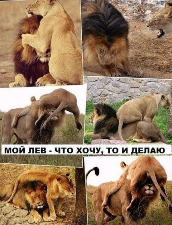 Порция картинок из сети