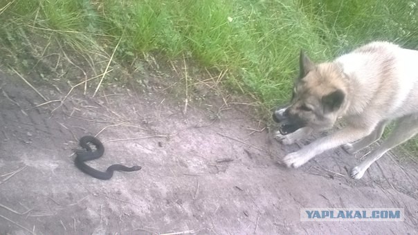 Котовторник 19.07.2016