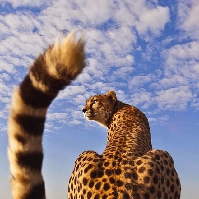 Самые смешные животные