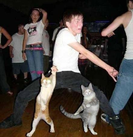Коты из сети