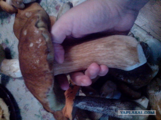 Грибам сезона 2016г. посвящается...