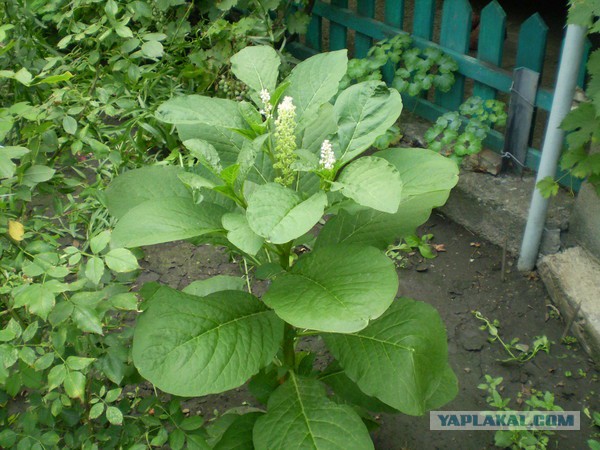 Доигрались со своими дурацкими законами о запрете курения?