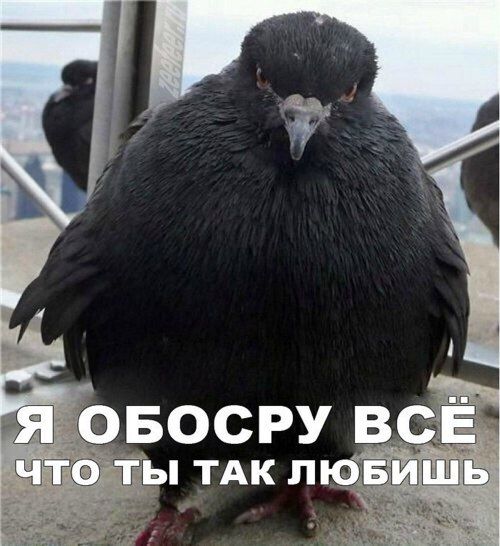 "Новые приключения итальянцев в России" - сиквел старой комедии Эльдара Рязанова