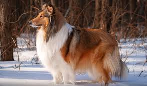 8 исчезнувших пород собак, которых не осталось даже на фотографиях