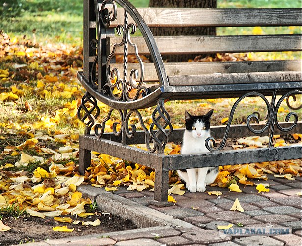Котовторник на ЯПлакалъ