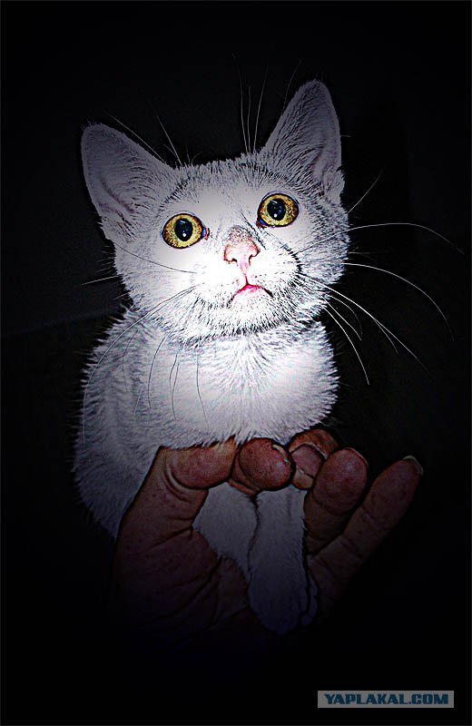 Котовторник в ЯПонии (58 фот)