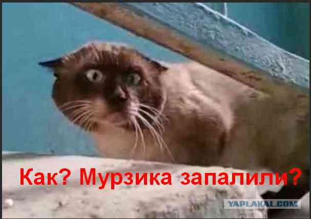 В Туле задержан кот-наркокурьер: зеки научили его носить наркотики в колонию