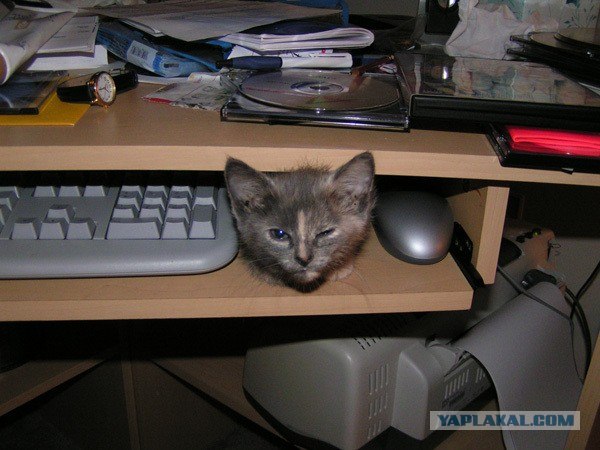 Котопятница