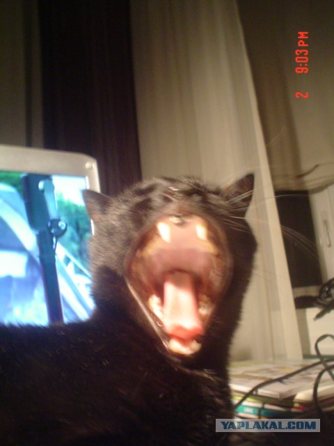 КОТовторник 13.04.2010г.