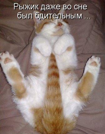 Котовторник 15.02.2011