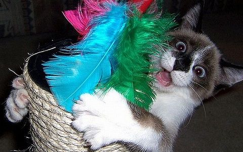 Жизнь собачья и котячья