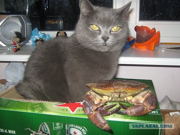 Котовторник (14.02.2012)