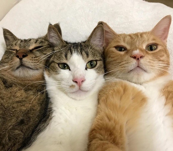 Прикольных котов пост