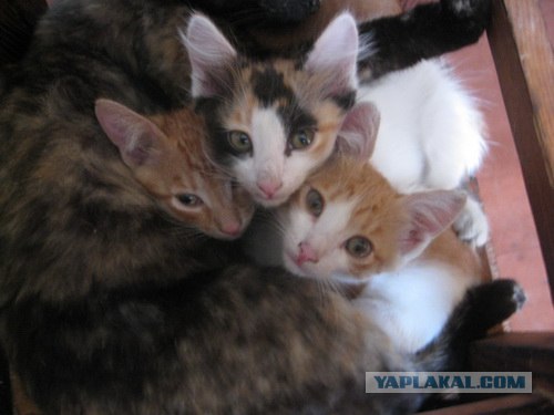 Котовторник 07.08.2012