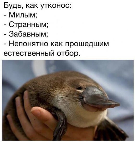 Пара-пара-пам! Фьють. Картинки с надписями. И без