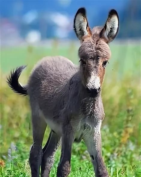 Забавные животные